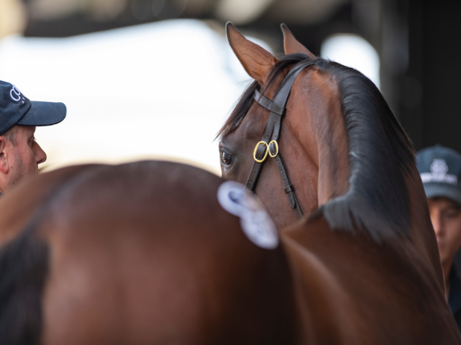 Blood Tests in Horses